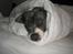 Amerikansk bulldog Basse