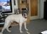 Amerikansk bulldog Basse