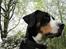 Grosser schweizer sennenhund Grosser Stars Amanda - Pyha, hun bliver hurtigt stor!!!