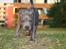 Staffordshire bull terrier Bentley