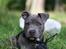 Staffordshire bull terrier Bentley
