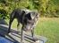 Staffordshire bull terrier Bentley