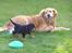 Cocker spaniel Sille<33 - sille som hvalp<33