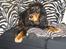 Cocker spaniel Sille<33 - zebra sille<33