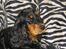 Cocker spaniel Sille<33 - er hun ikke flot ? <33