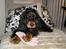 Cocker spaniel Sille<33 - sille er en tyv hehe <33