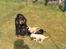 Cocker spaniel Sille<33 - sille med sine hvalpe i haven<33