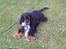 Cocker spaniel Sille<33 - sille er legesyg :D