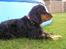 Cocker spaniel Sille<33