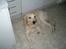 Golden retriever Tjilli - Ligger bare og hviler lidt