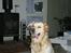 Golden retriever Tjilli - Her er jeg ved at blive kåret til ... øhh, ...... jeg ved det ikke lige.