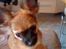 Chihuahua Signe