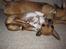Chihuahua *~ Shika ~* R.I.P - Uumm, en god stilling! :*)