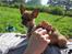 Chihuahua *~ Shika ~* R.I.P - Uumm, solbadning + nusning - Bliver det meget bedre? :´o))