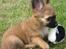 Chihuahua Signe