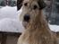Irsk ulvehund Anouk