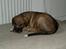 Irsk ulvehund Anouk