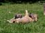 Irsk ulvehund Anouk - Anouk forrest