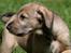 Irsk ulvehund Anouk