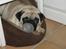 Mops Ibber *R.I.P* - Frække fyr:D