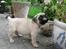 Mops Ibber *R.I.P*