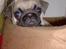 Mops Ibber *R.I.P*