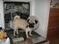 Mops Ibber *R.I.P* - Bare rolig, vi vasker ham ikke i opvakseren;)