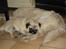 Mops Ibber *R.I.P* - ibber sammen med sin ´´storebror´´