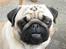 Mops Ibber *R.I.P* - Ibbers scoreblik;o)