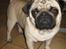 Mops Ibber *R.I.P*