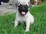 Mops Ibber *R.I.P*