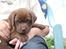 Labrador retriever Akela - Tager lige en slapper på Mikkels ben. 