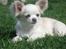 Chihuahua Mario DKCH