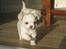 Chihuahua Mario DKCH