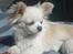 Chihuahua Mario DKCH