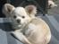 Chihuahua Mario DKCH