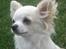 Chihuahua Mario DKCH