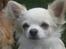 Chihuahua Mario DKCH