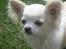 Chihuahua Mario DKCH