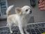 Chihuahua Mario DKCH