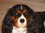 Cavalier king charles spaniel Lady - Ladys smukke hoved. Juli 2009