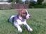 Blanding af racer Freja R.I.P