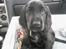 Cocker spaniel Charlie solgt:'(