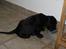 Cocker spaniel Charlie solgt:'(