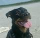 Rottweiler divaR.I.P. (29-6-10)
