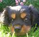 Cavalier king charles spaniel Cavolines Balou