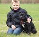 Staffordshire bull terrier KTH-B KTH-S Amazing Staffs All Perfection