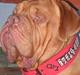 Dogue de bordeaux Arnold Grandis