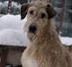 Irsk ulvehund Anouk