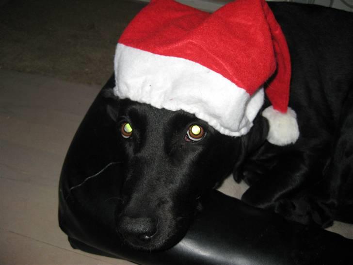 Labrador retriever Candy - God jul! :) billede 10